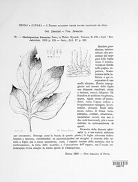 Graphiopsis chlorocephala image